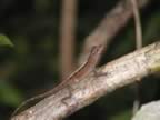 Anole (72kb)