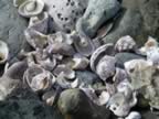 Shells on Drunk Bay  (155kb)