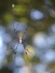 Golden Orb Spider (67kb)