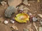 Hermit crabs love mango (151kb)
