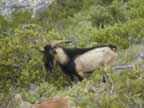Billy Goat Gruff on Ram's Head Trail (123kb)