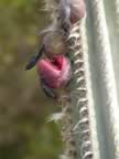 Cactus fruits on Ram's Head Trail (93kb)